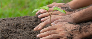 Dois pares de mãos plantando mudas