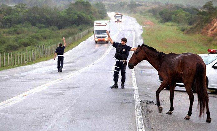 imagem - Dono de cavalo encontrado em via pública é obrigado a pagar taxas para restituição do animal apreendido