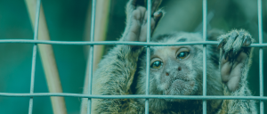 Imagem de um pequeno macaco olhando atrás de uma grade