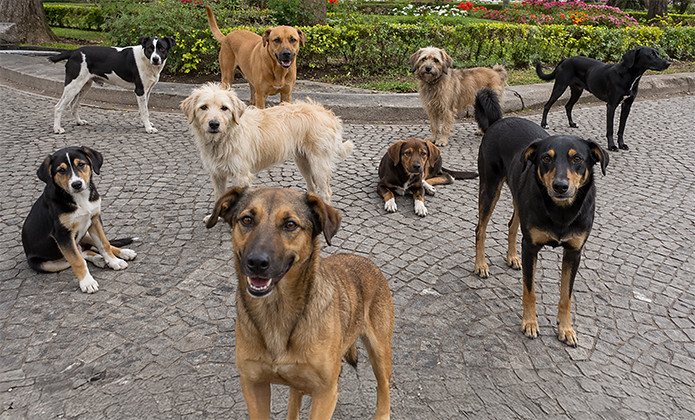 #ParaTodosVerem: Imagem mostra um grupo de cães de diferentes tamanhos e cores reunidos em área pavimentada ao ar livre, olhando em direção à câmera.