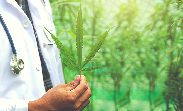 #ParaTodosVerem: Na imagem, em primeiro plano, um médico vestindo jaleco branco e usando estetoscópio segura, com a mão direita, uma folha verde de Cannabis. Ao fundo, uma plantação desfocada sob luz natural.